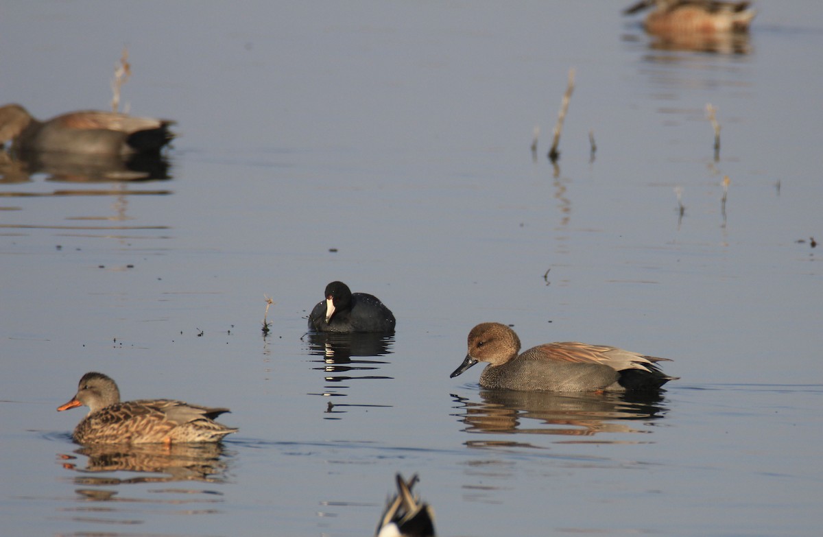 Gadwall - Julianne Elliott