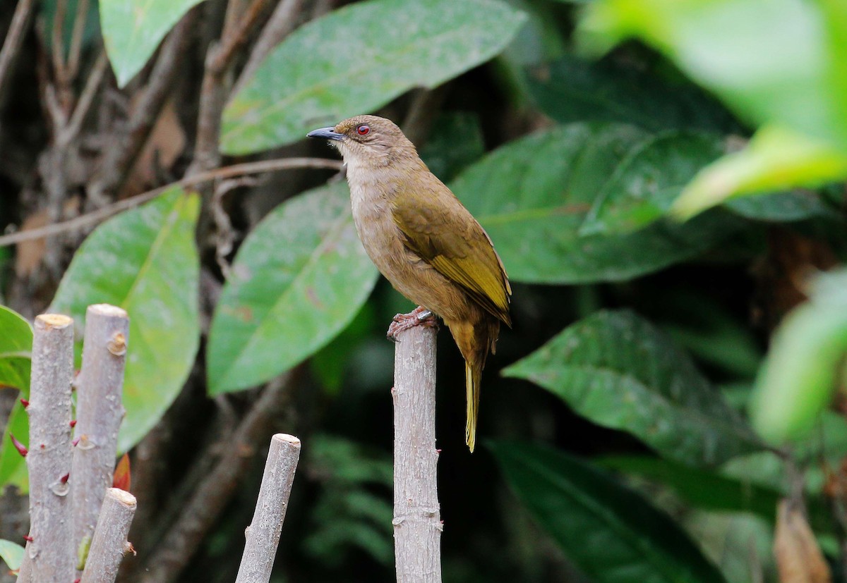 Olive-winged Bulbul - Neoh Hor Kee