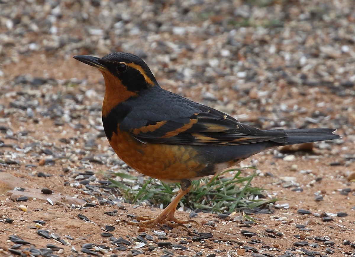 Varied Thrush - ML80025651