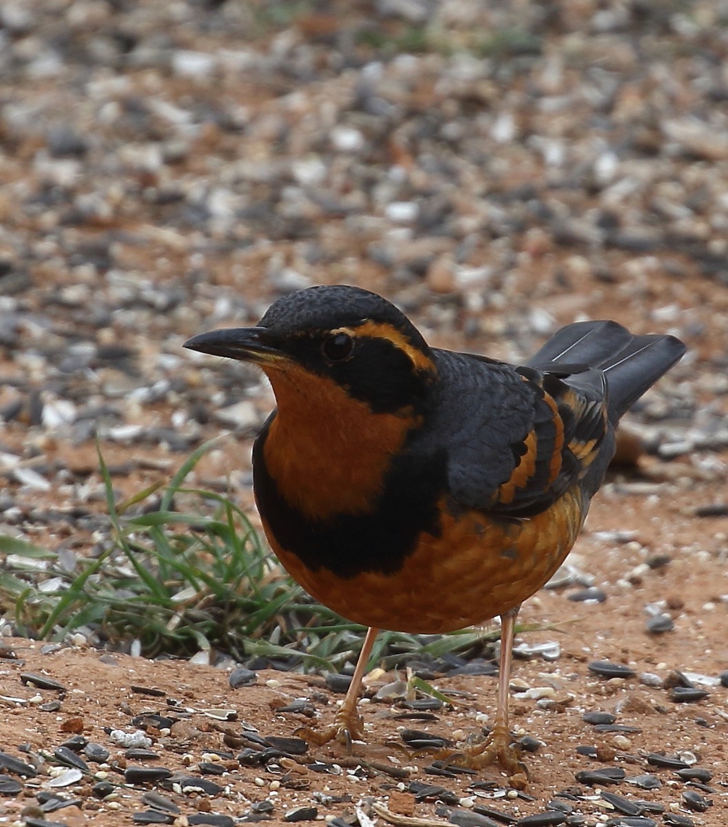 Varied Thrush - ML80025721