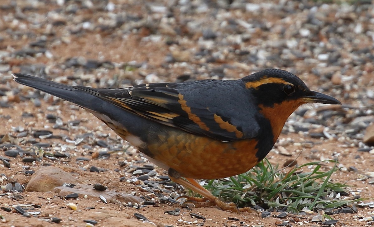 Varied Thrush - ML80025771