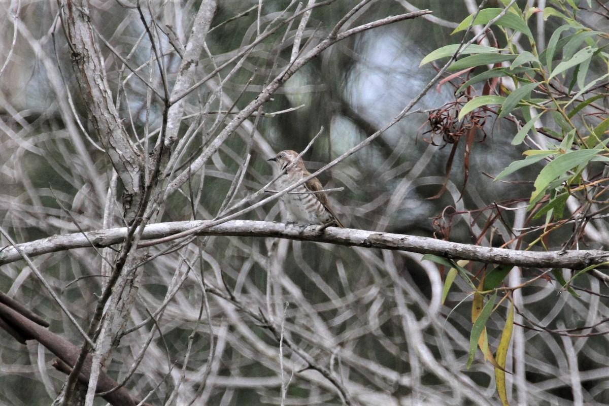 Horsfield's Bronze-Cuckoo - ML80026011