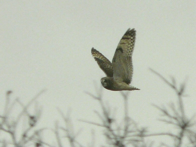 Short-eared Owl - ML80027031