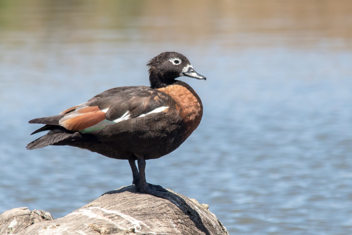 Australian Shelduck - ML80027071