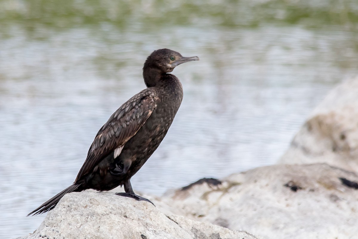 Little Black Cormorant - Andrew Allen