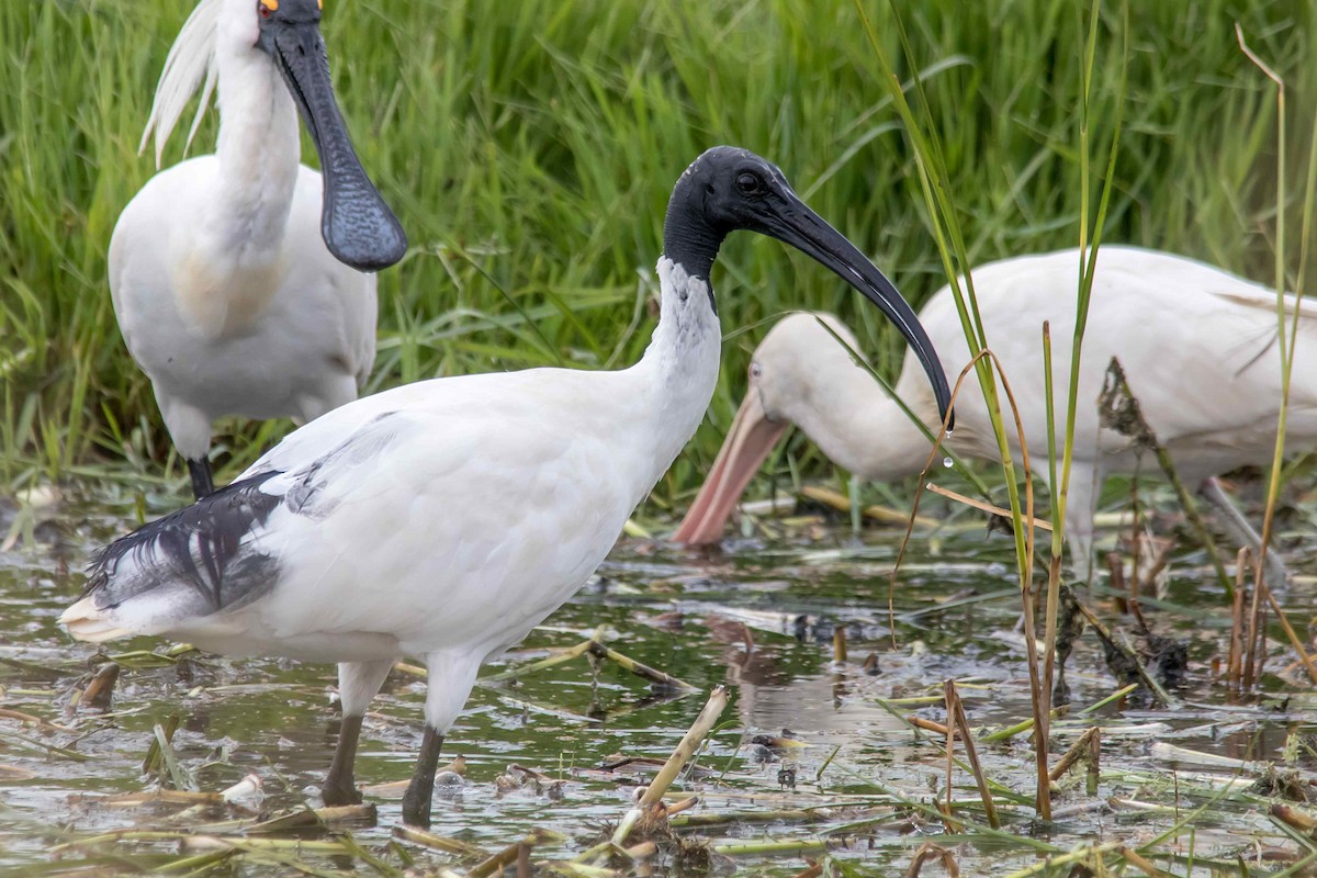 Australian Ibis - Andrew Allen