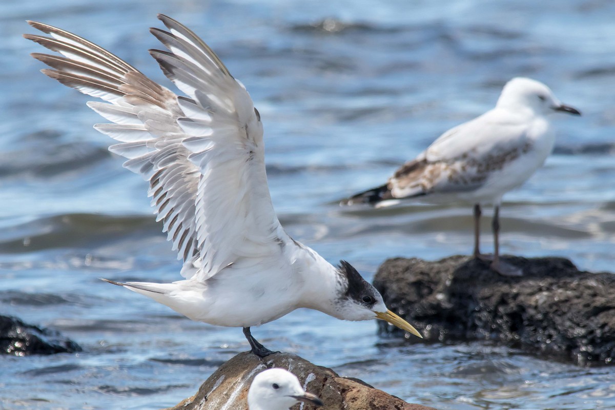Great Crested Tern - Andrew Allen