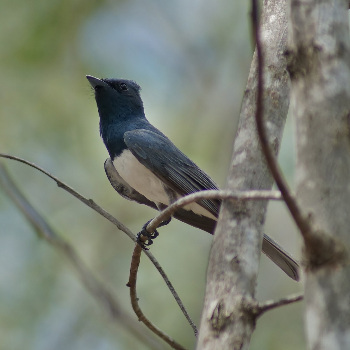 Leaden Flycatcher - ML80027721