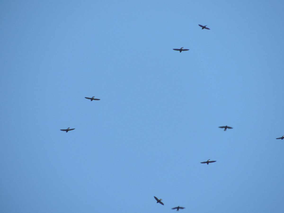 Brown-backed Needletail - ML80027911