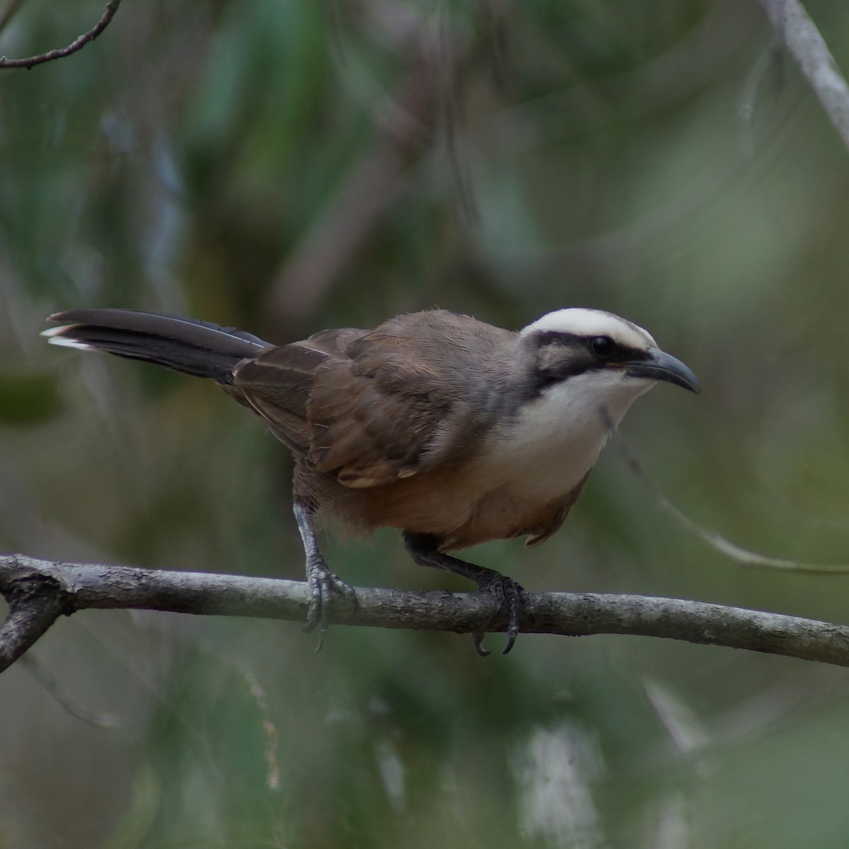 Gray-crowned Babbler - ML80028111