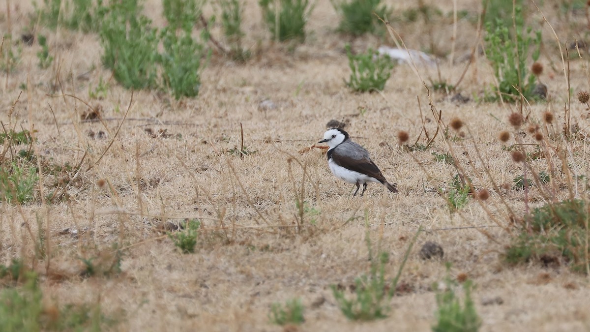 White-fronted Chat - Rick Franks