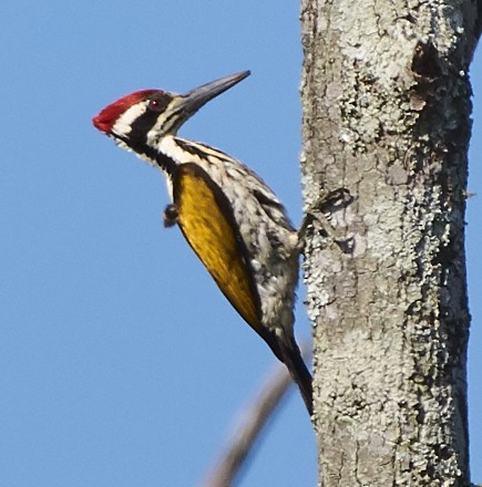 White-naped Woodpecker - ML80029231