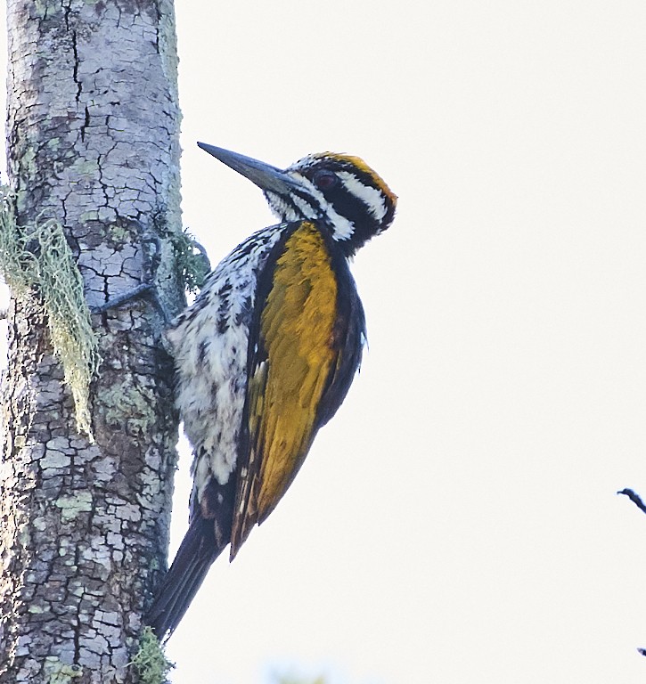 White-naped Woodpecker - ML80029241