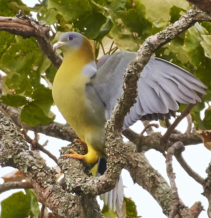 Yellow-footed Green-Pigeon - Anonymous