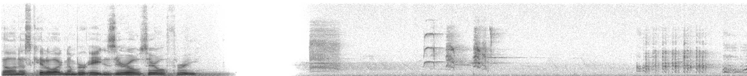 Superb Lyrebird - ML8003