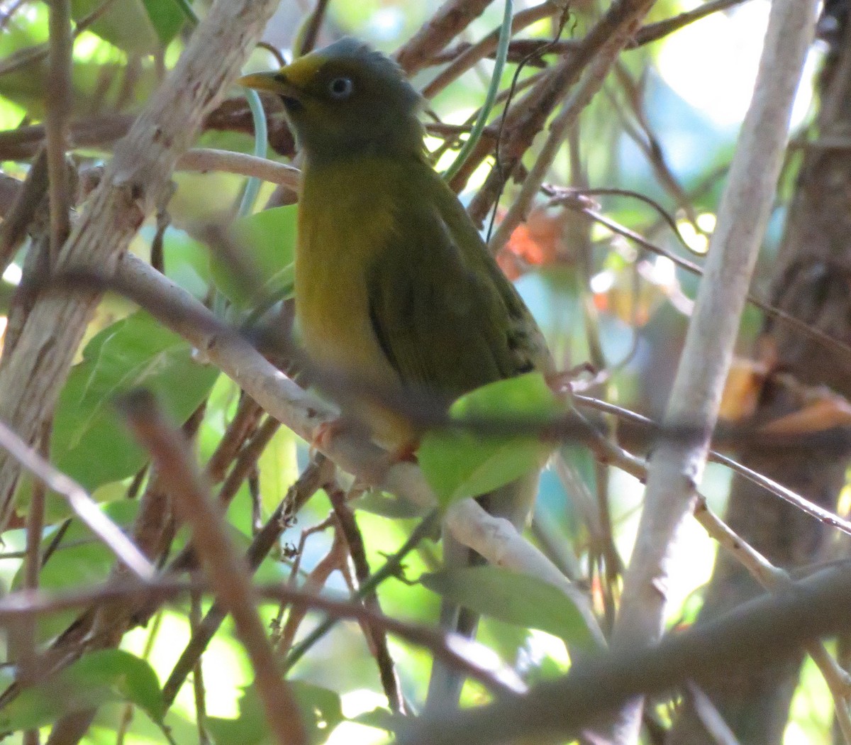 Gray-headed Bulbul - ML80030561