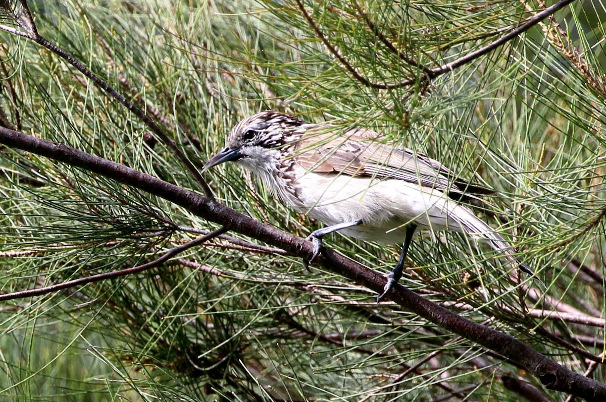 Striped Honeyeater - ML80031471