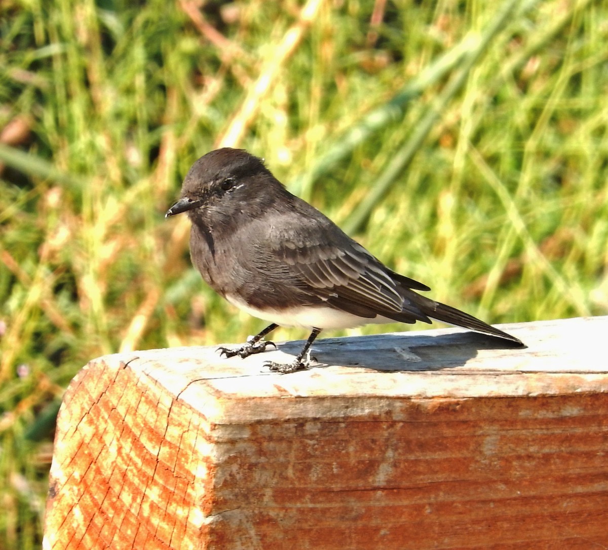 Black Phoebe - Yolanda Marquez