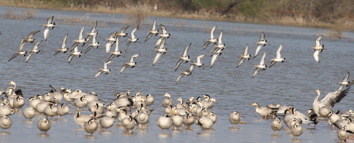 Black-tailed Godwit - Vijaya Lakshmi