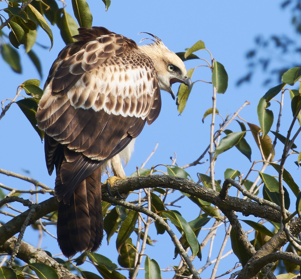 Indienhaubenadler (cirrhatus/ceylanensis) - ML80033681