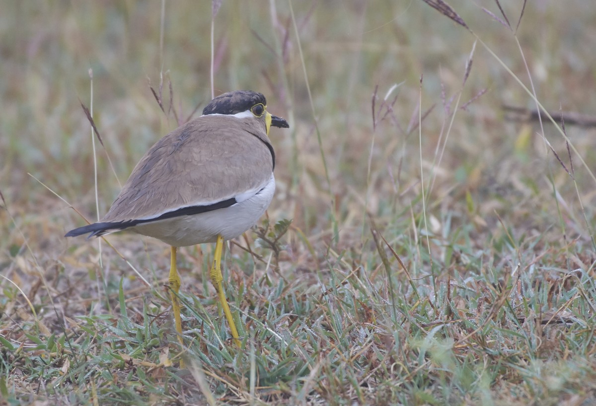 Yellow-wattled Lapwing - ML80033751