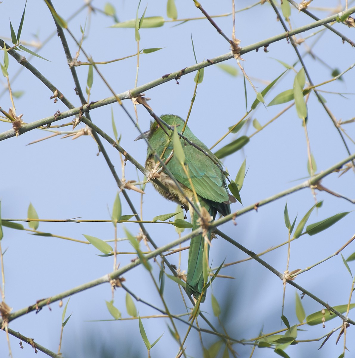 Blue-bearded Bee-eater - ML80033811