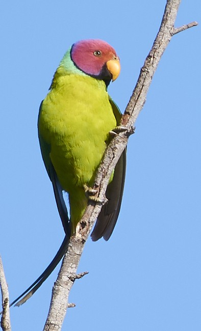 Plum-headed Parakeet - ML80033821