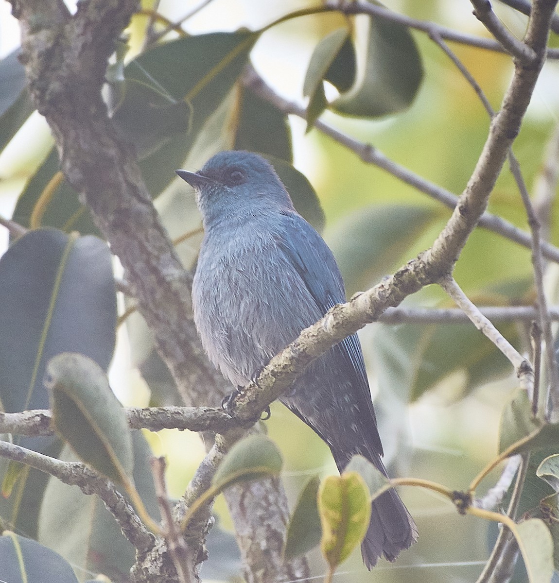 Verditer Flycatcher - Anonymous