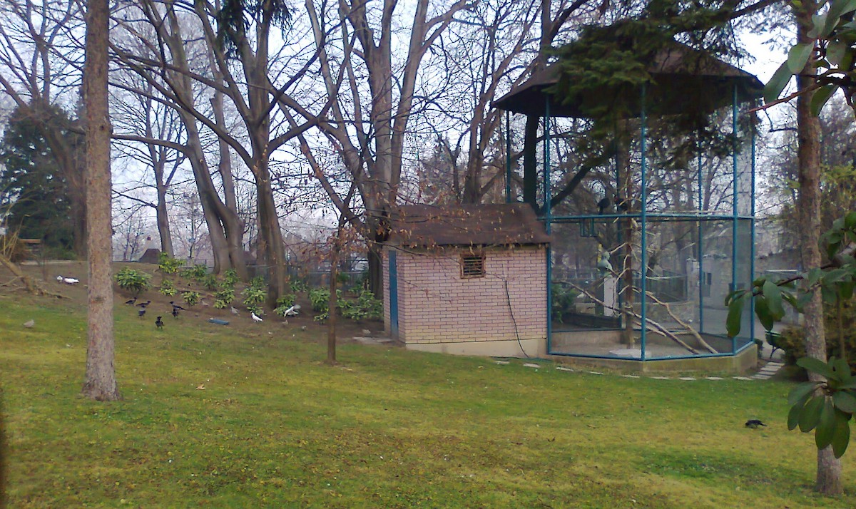 Саарал хэрээ - ML80033871