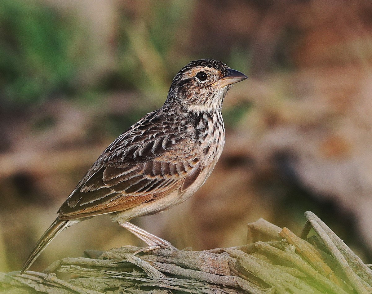 Singing Bushlark (Australasian) - ML80033901