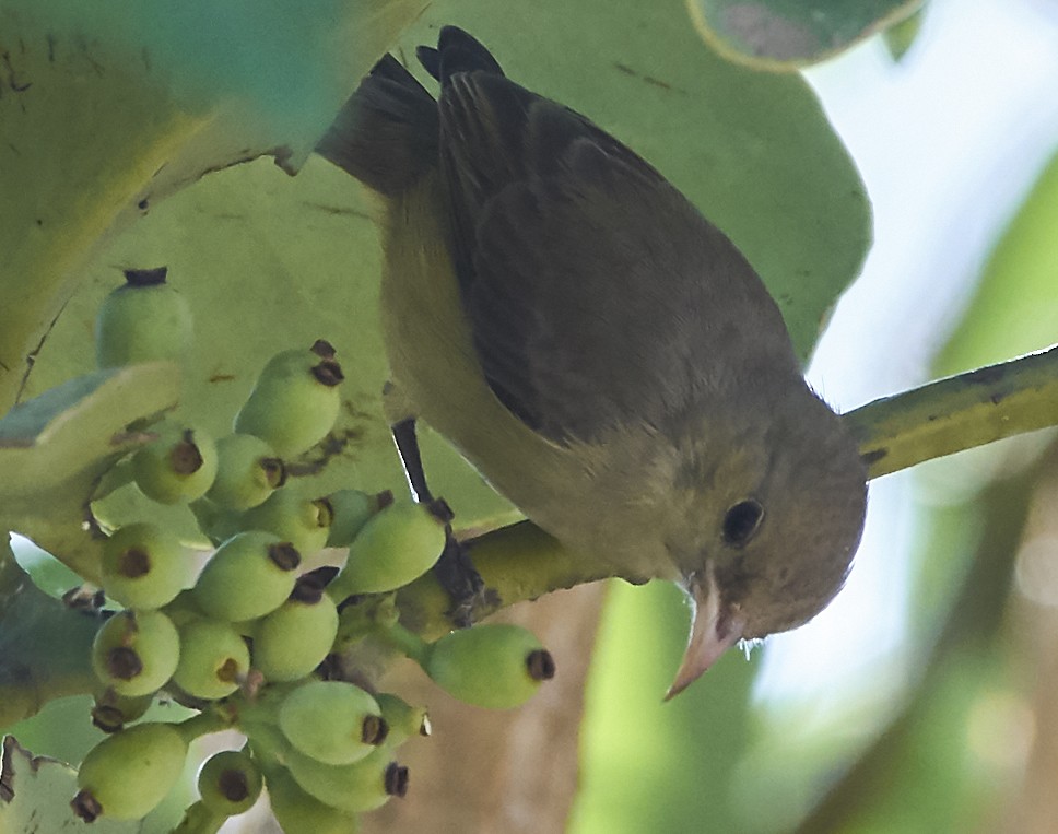 Pale-billed Flowerpecker - ML80034211