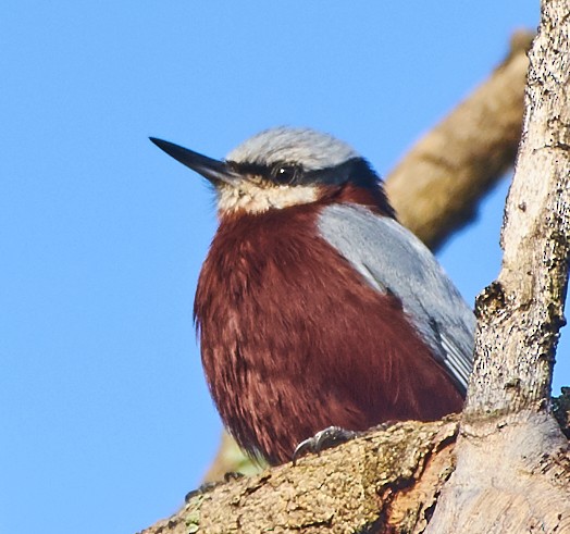 Indian Nuthatch - Anonymous