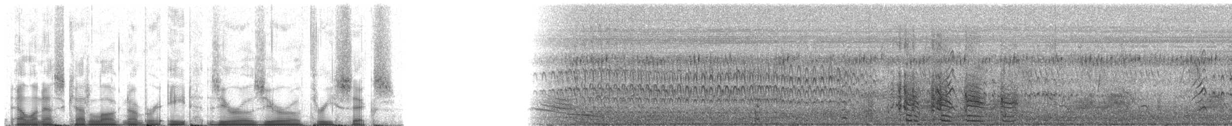 Крижень жовтодзьобий - ML80036