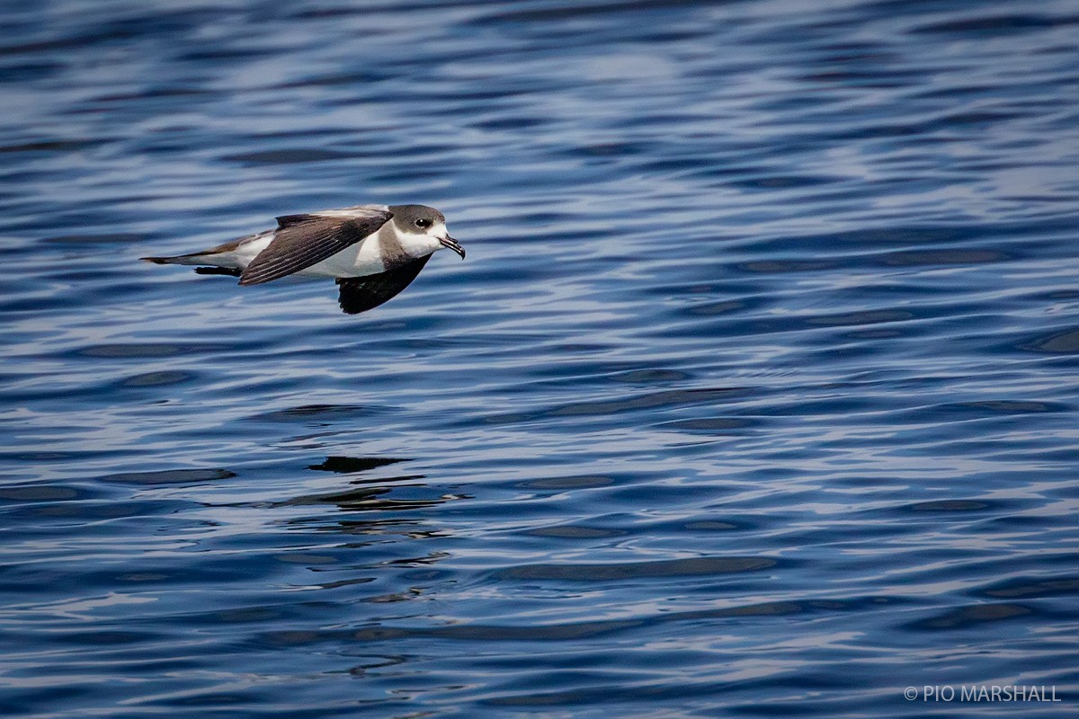 Ringed Storm-Petrel - Pio Marshall