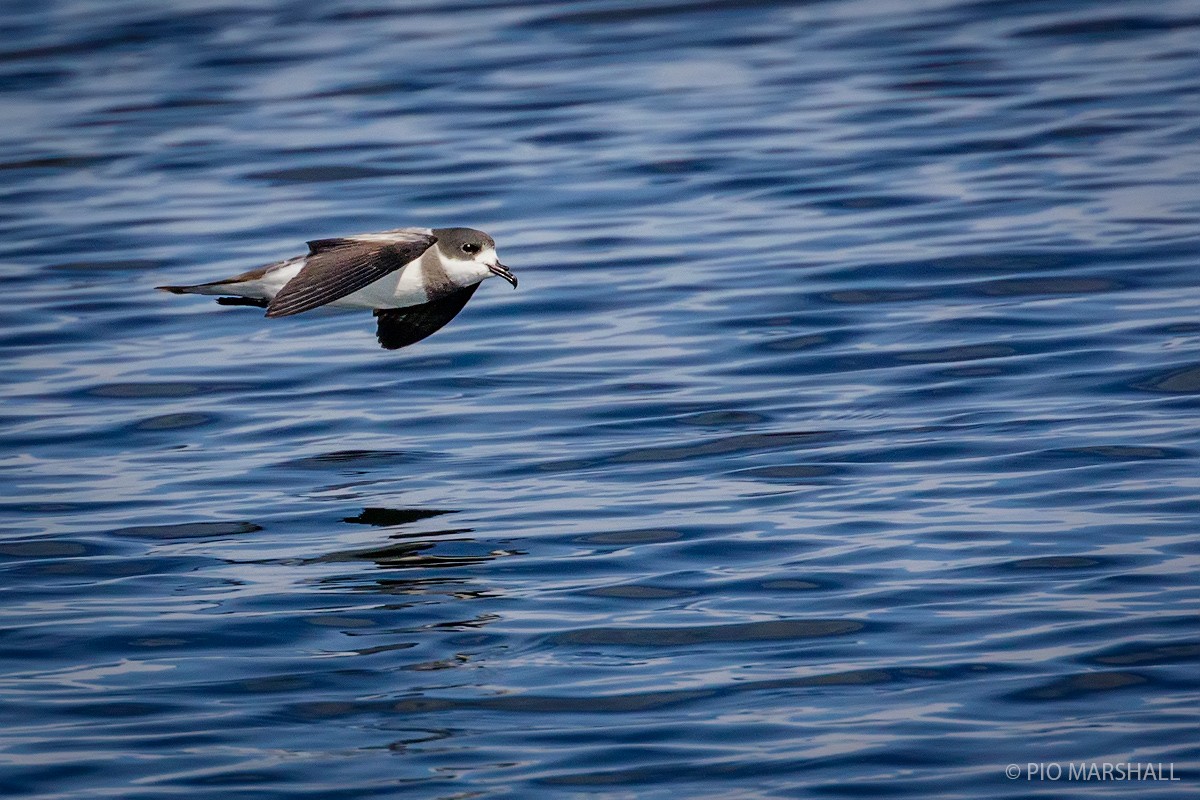 Ringed Storm-Petrel - ML80036701