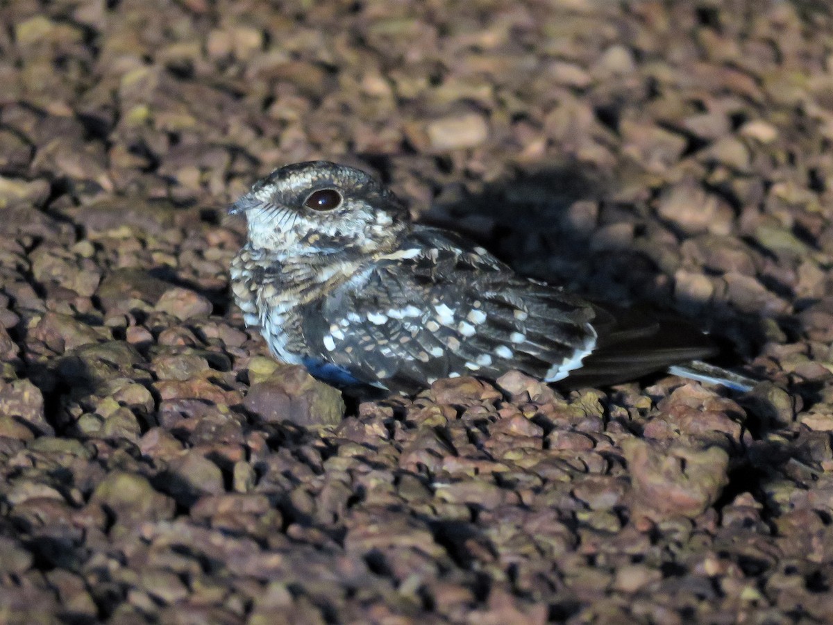 White-tailed Nightjar - Örjan Sjögren