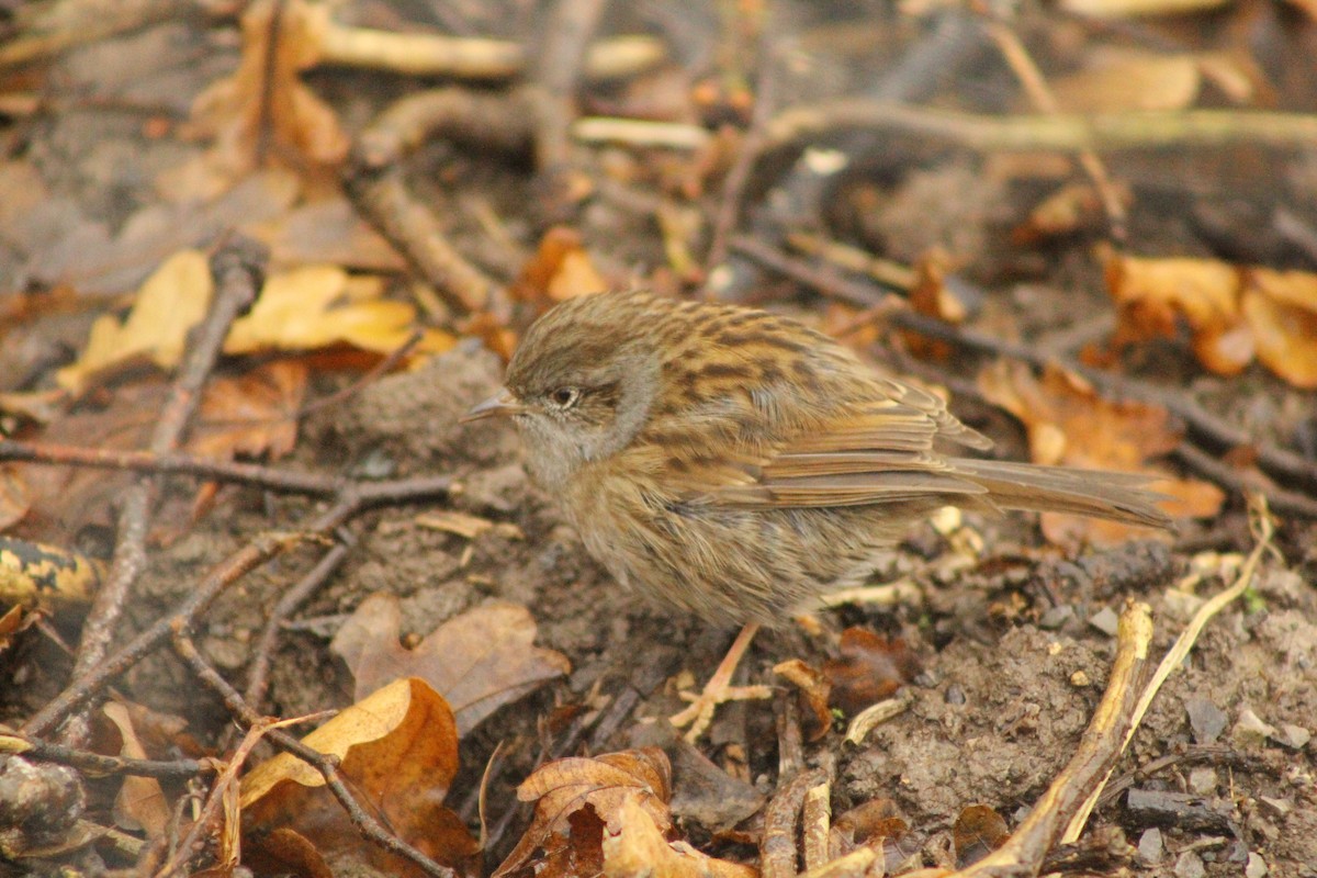 Dunnock - ML80037161