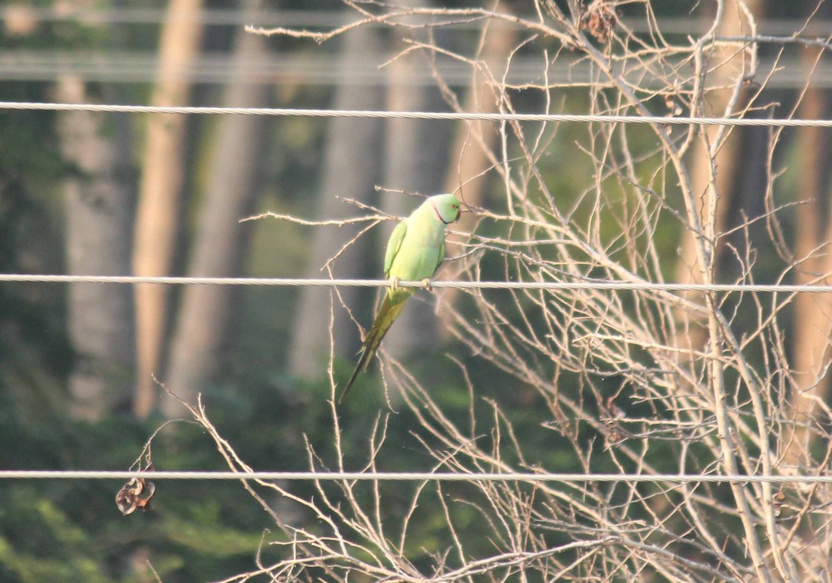 Rose-ringed Parakeet - ML80038221