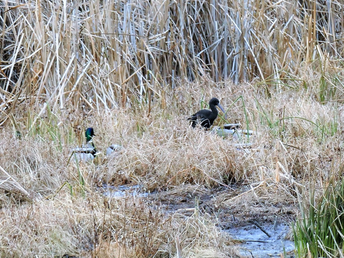 Glossy Ibis - M Wannamaker