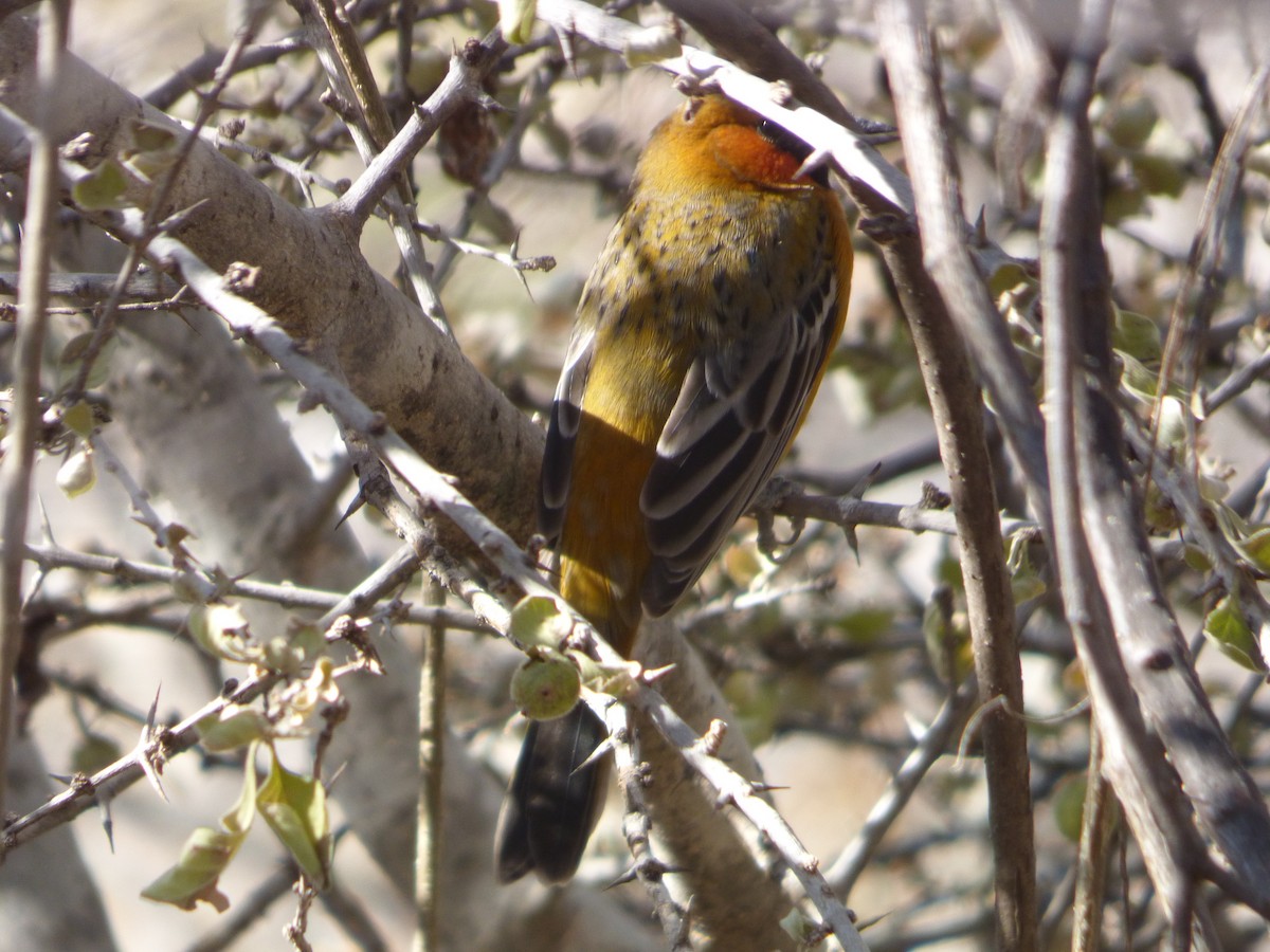 Streak-backed Oriole - ML80039131