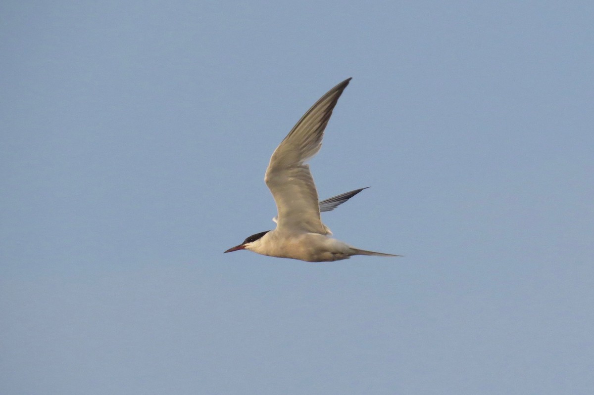 Common Tern - Joel Eckerson