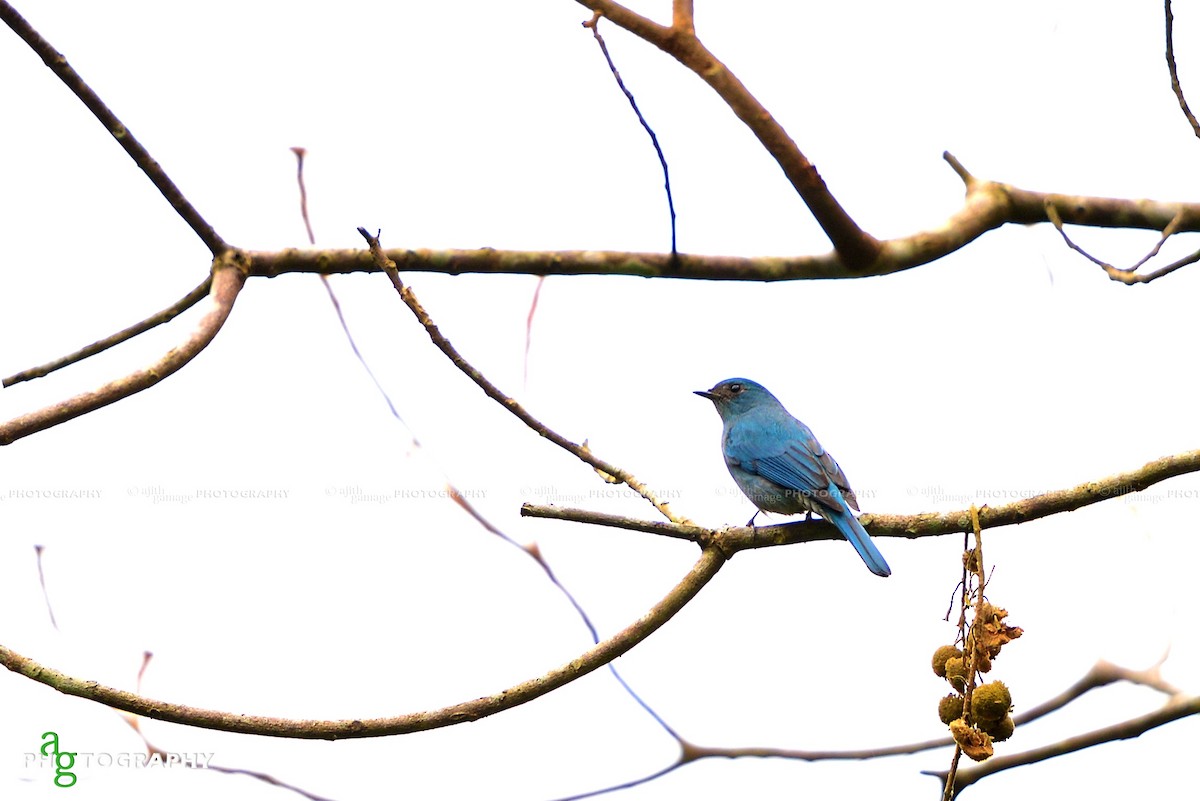 Verditer Flycatcher - ML80041231