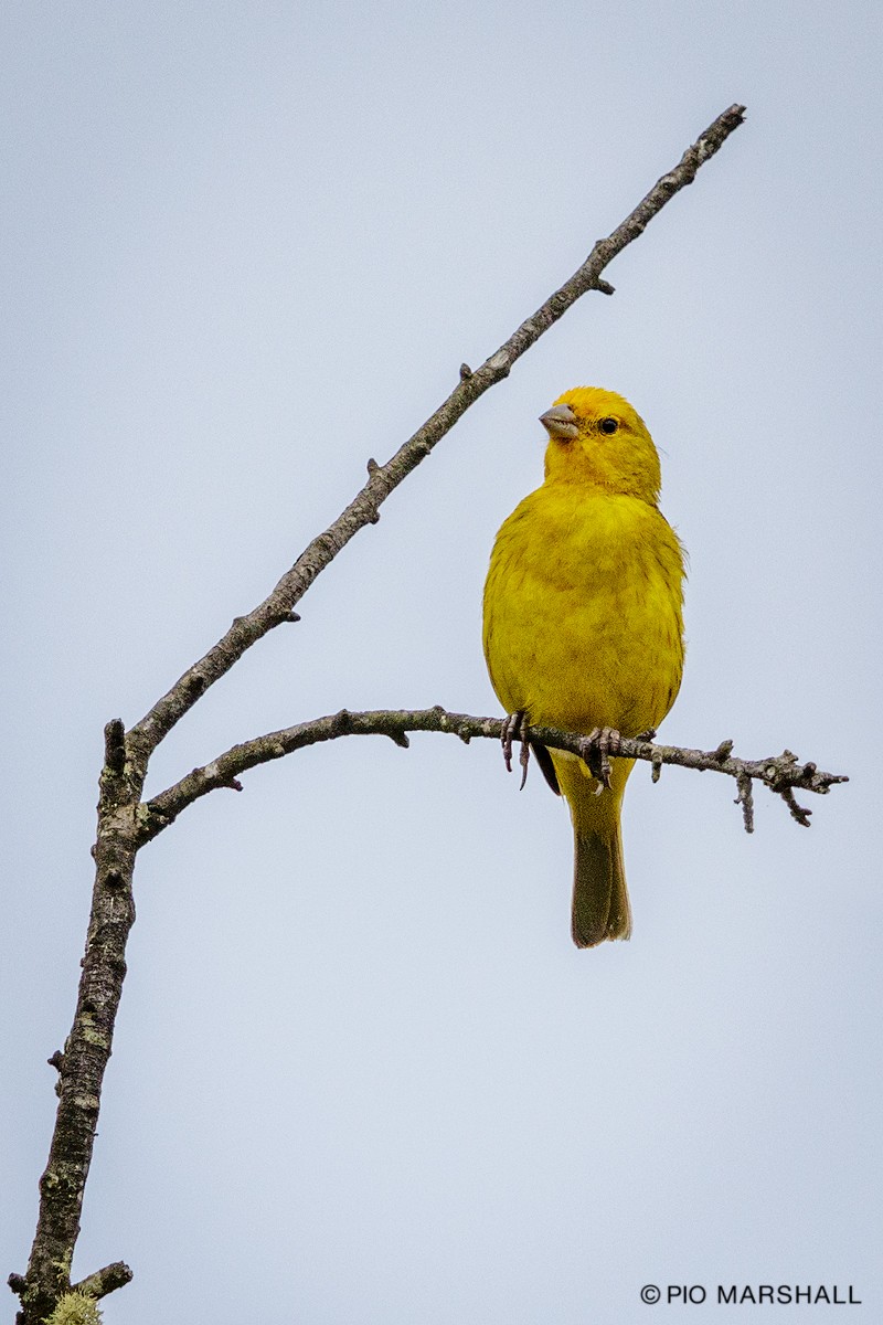 Saffron Finch - ML80041261