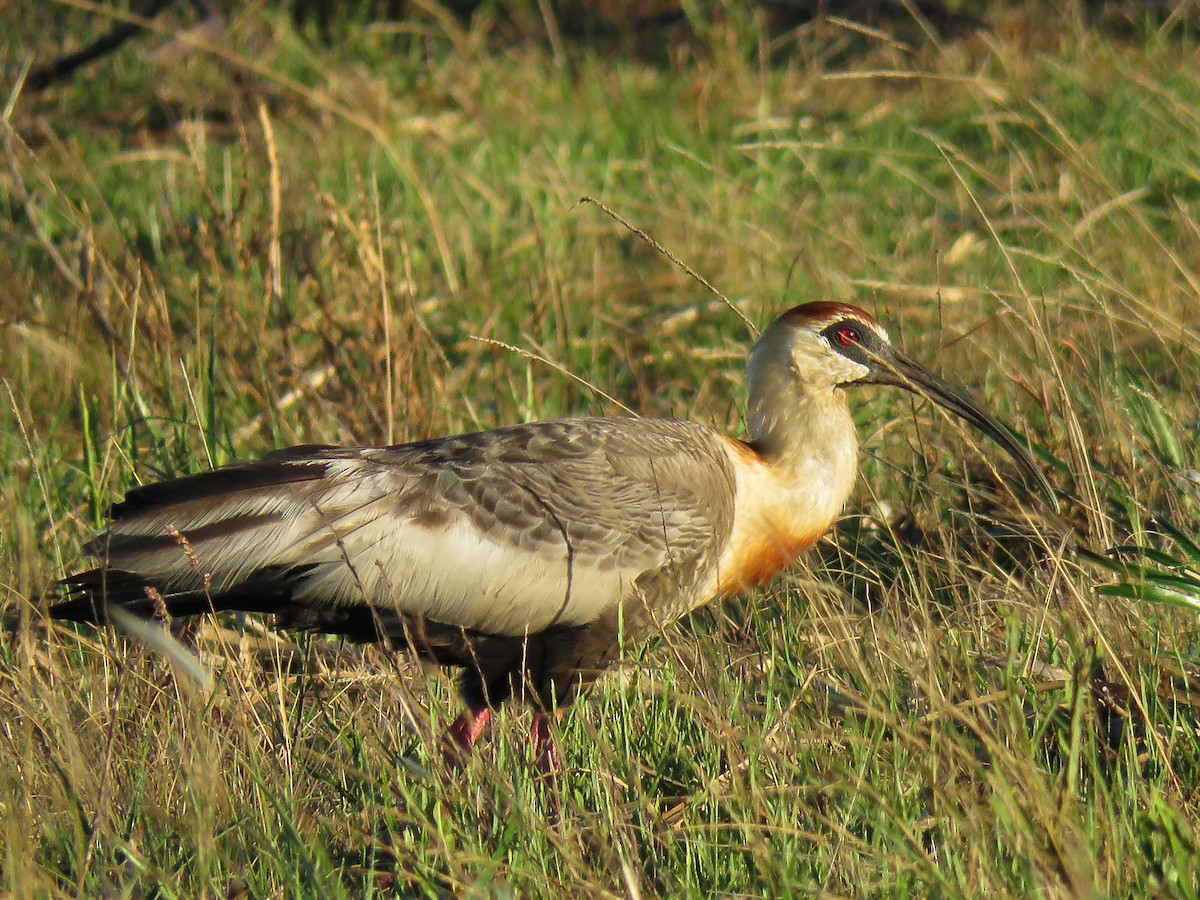 Buff-necked Ibis - ML80042031