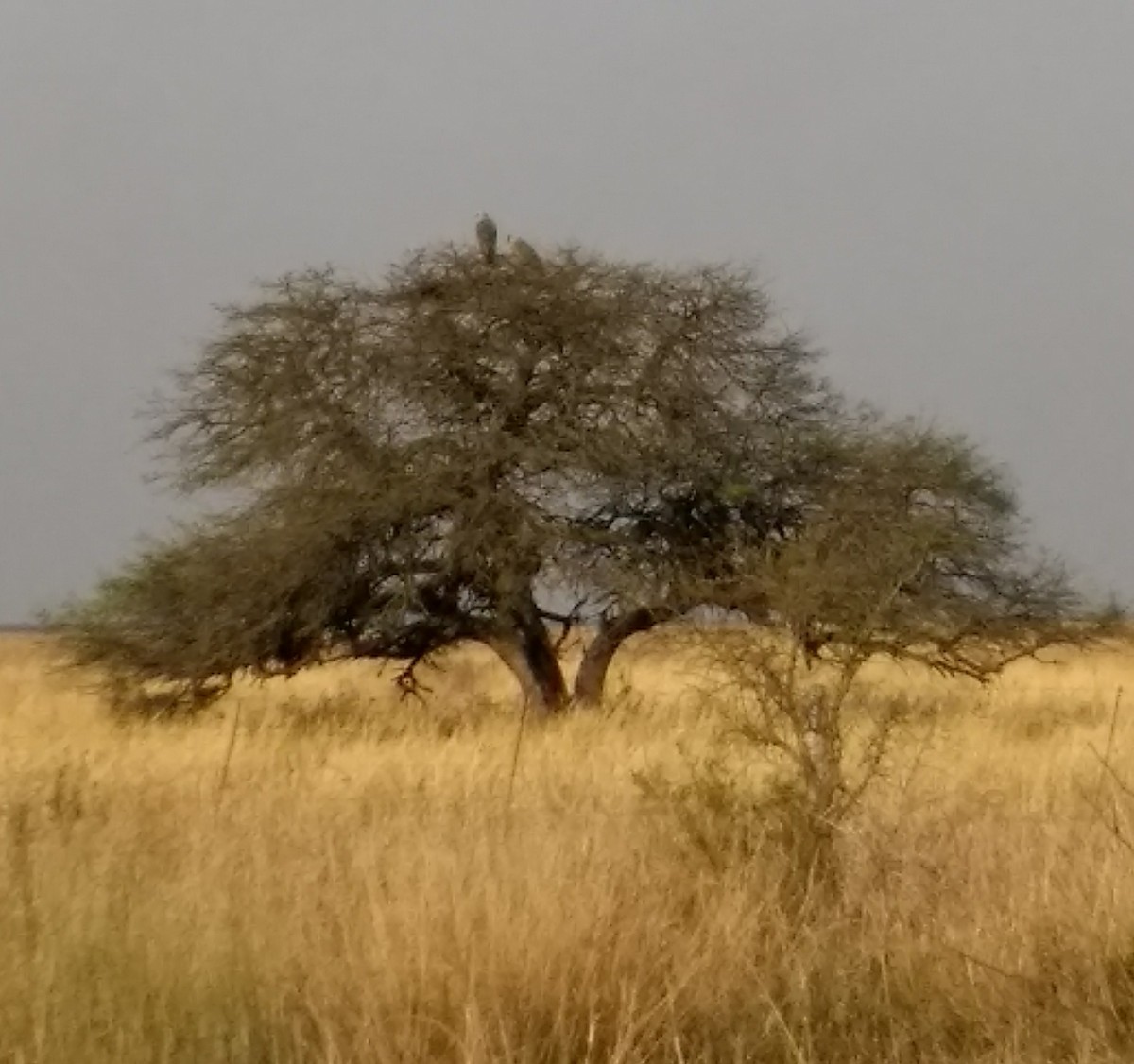 Chaco Eagle - ML80042351