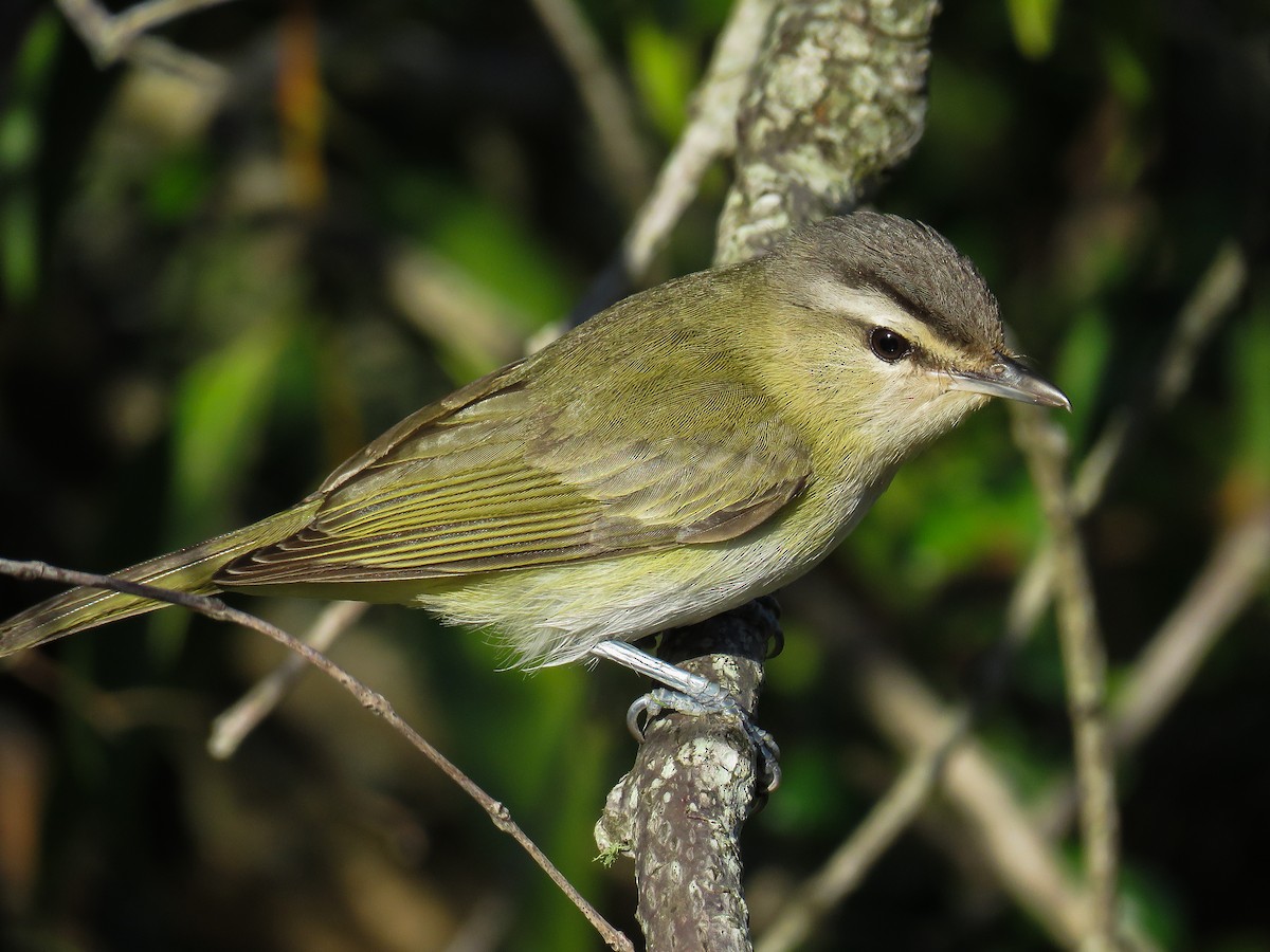 Chivi Vireo (migratory) - Raphael Kurz -  Aves do Sul