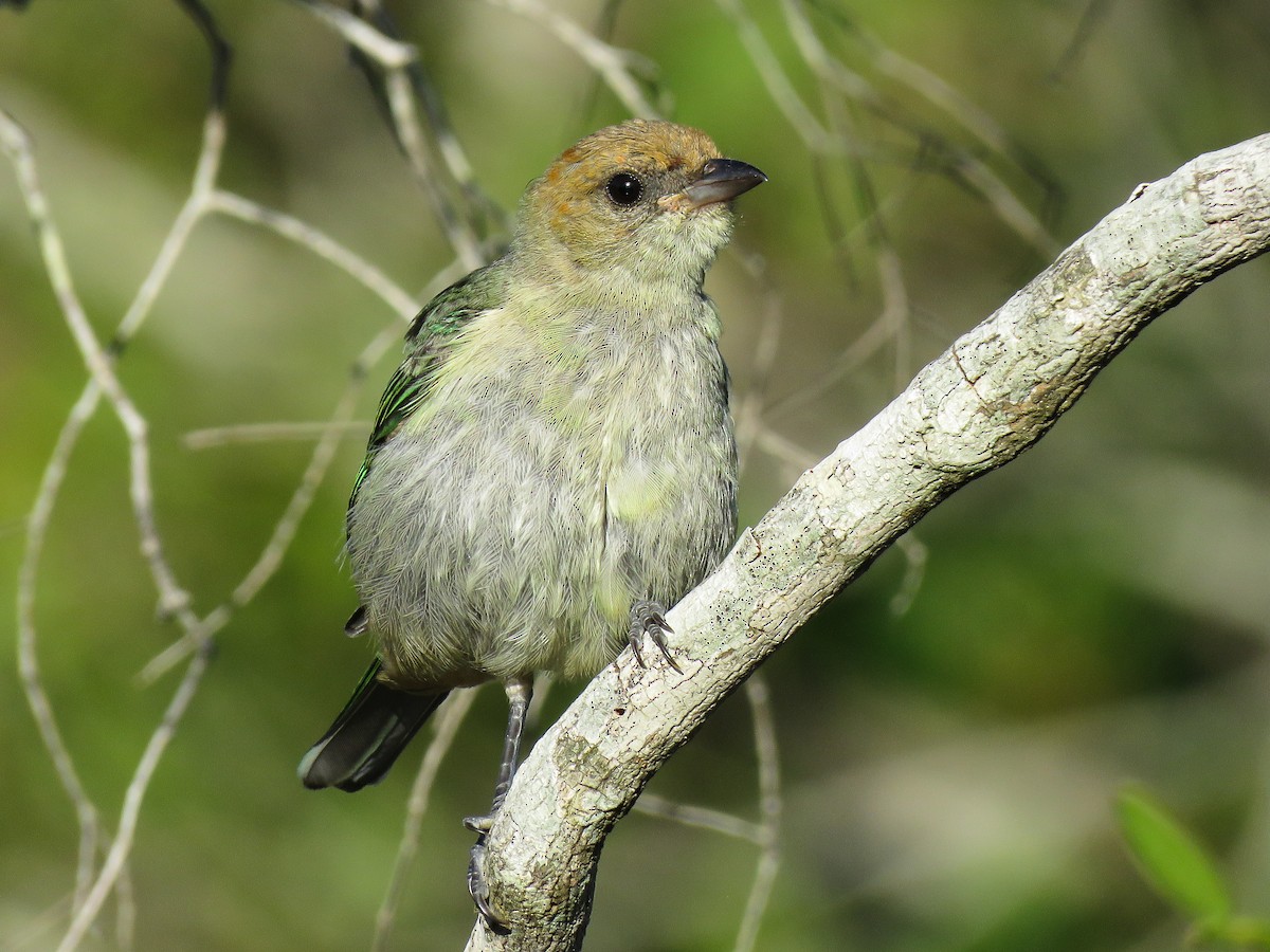 Chestnut-backed Tanager - ML80043081