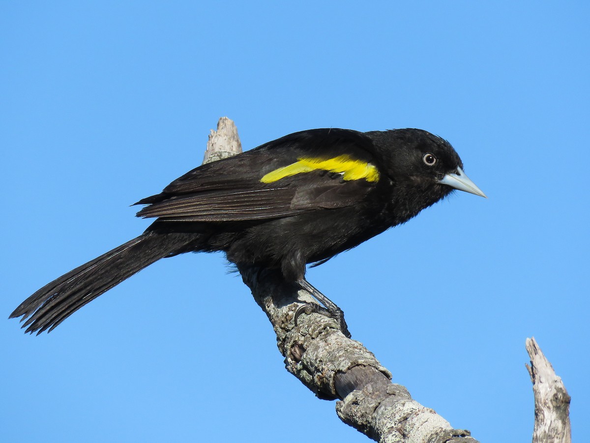 Golden-winged Cacique - Raphael Kurz -  Aves do Sul