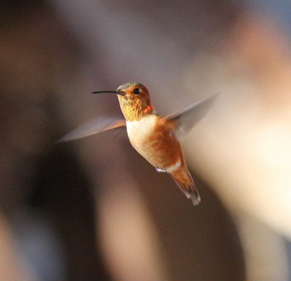 Rufous Hummingbird - ML80043481