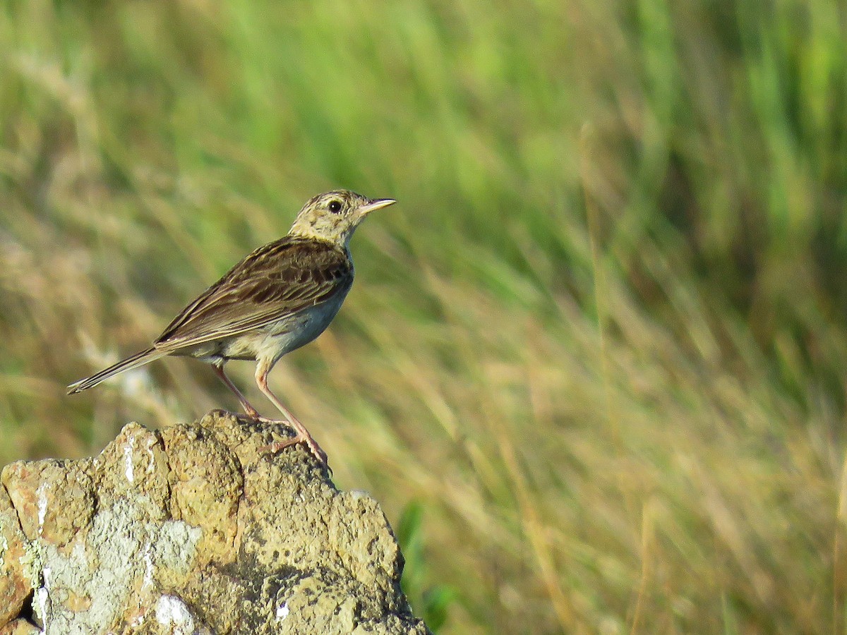 Hellmayr's Pipit - ML80044811